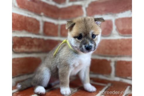 成約済の福岡県の豆柴-148523の8枚目
