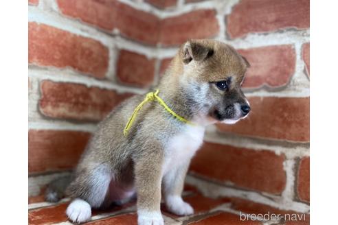 成約済の福岡県の豆柴-148523の9枚目