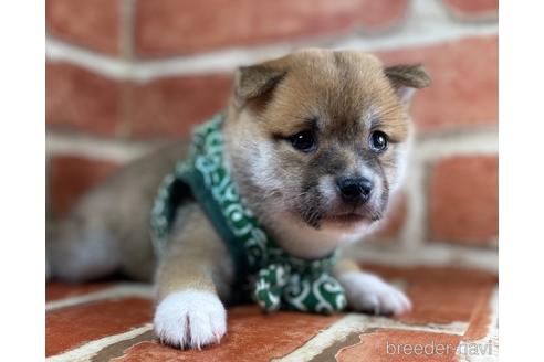 成約済の福岡県の豆柴-148523の6枚目