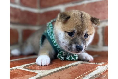 成約済の福岡県の豆柴-148523の7枚目