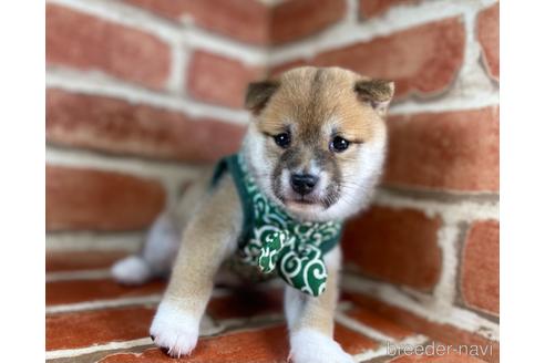 成約済の福岡県の豆柴-148523の4枚目