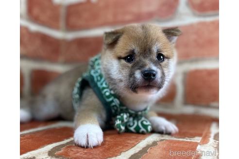 成約済の福岡県の豆柴-148523の5枚目