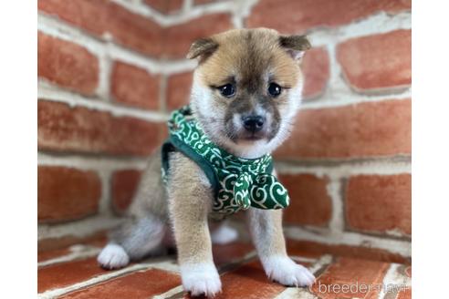 成約済の福岡県の豆柴-148523の2枚目