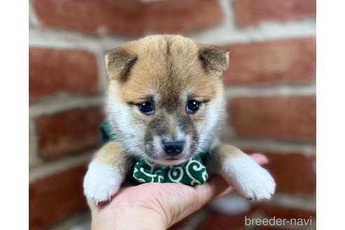 成約済の福岡県の豆柴-148523