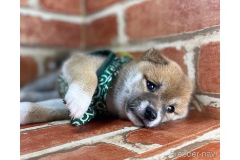 成約済の福岡県の豆柴-148523の3枚目