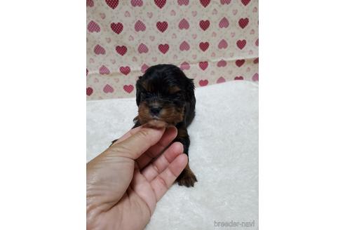 子犬