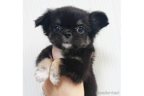 成約済の滋賀県のチワワ(ロングコート)-147151の1枚目