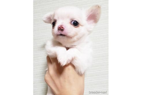 成約済の滋賀県のチワワ(ロングコート)-147149の2枚目