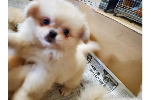 成約済の愛知県のミックス犬-145757の5枚目