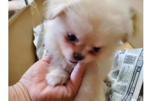 成約済の愛知県のミックス犬-145757の6枚目