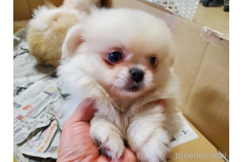 成約済の愛知県のミックス犬-145757