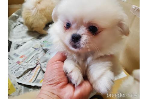 成約済の愛知県のミックス犬-145757の3枚目