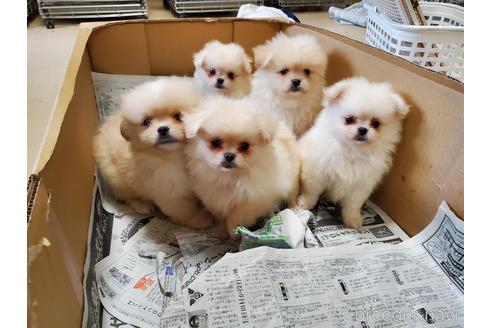 成約済の愛知県のミックス犬-145757の2枚目