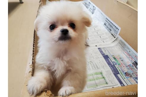 成約済の愛知県のミックス犬-148543