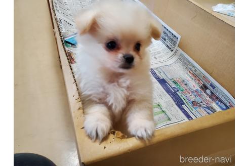 成約済の愛知県のミックス犬-148543の8枚目