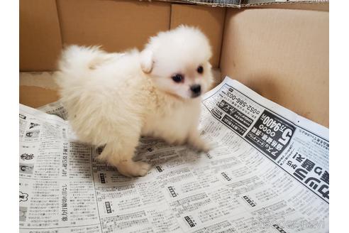 成約済の愛知県のミックス犬-148543の9枚目