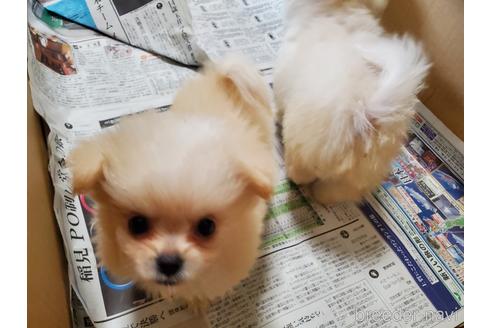 成約済の愛知県のミックス犬-148543の6枚目