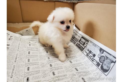 成約済の愛知県のミックス犬-148543の7枚目