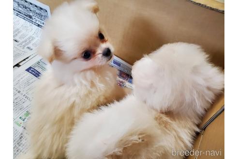 成約済の愛知県のミックス犬-148543の5枚目