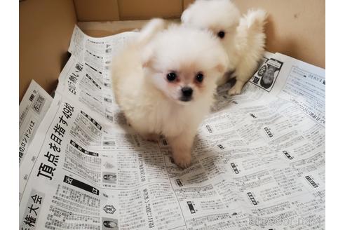 成約済の愛知県のミックス犬-148543の4枚目