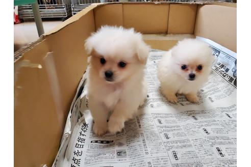 成約済の愛知県のミックス犬-148543の3枚目