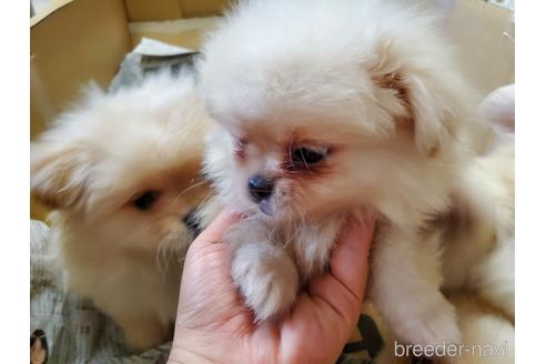 成約済の愛知県のミックス犬-148544の6枚目