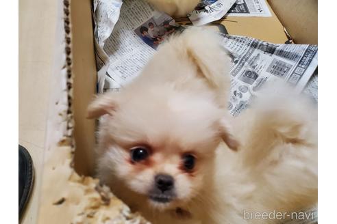 成約済の愛知県のミックス犬-148544