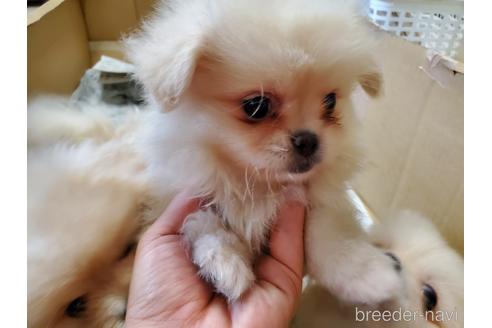 成約済の愛知県のミックス犬-148544の5枚目