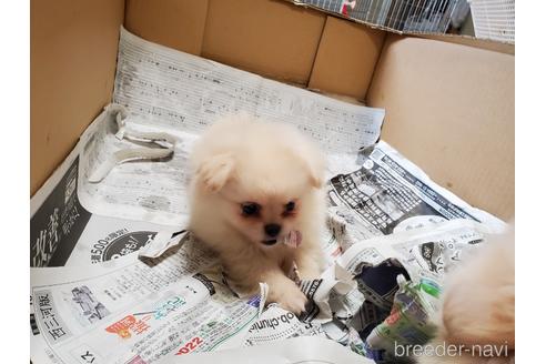 成約済の愛知県のミックス犬-148544の3枚目
