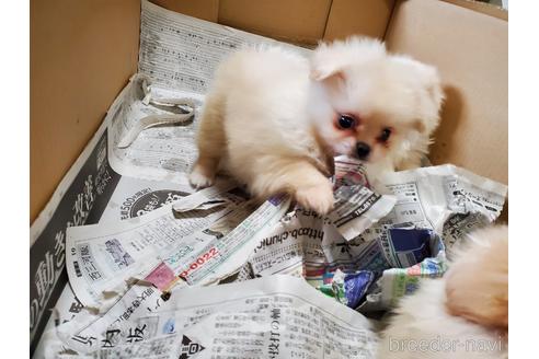 成約済の愛知県のミックス犬-148544の4枚目