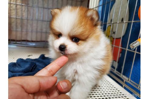 成約済の愛知県のポメラニアン-145762の7枚目