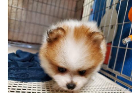 成約済の愛知県のポメラニアン-145762の4枚目