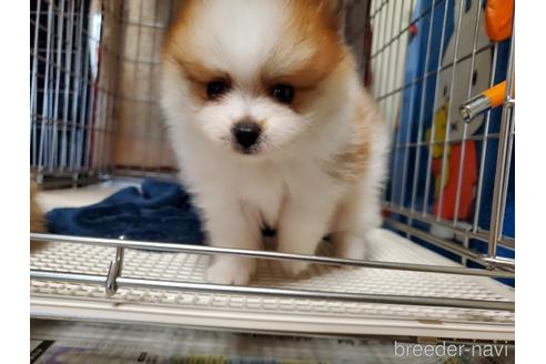 成約済の愛知県のポメラニアン-145762の5枚目