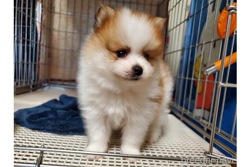 成約済の愛知県のポメラニアン-145762の6枚目