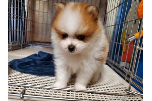 成約済の愛知県のポメラニアン-145762