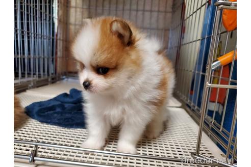 成約済の愛知県のポメラニアン-145762の2枚目