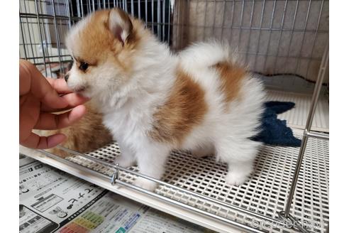 成約済の愛知県のポメラニアン-145762の3枚目