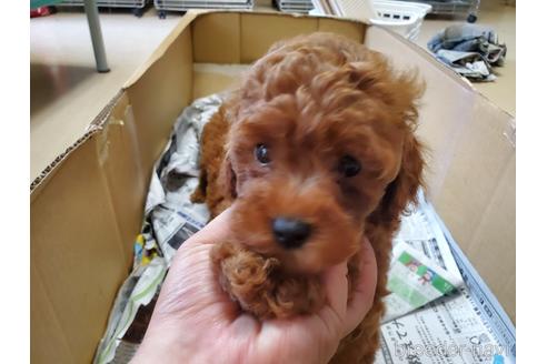 成約済の愛知県のトイプードル-143571の1枚目