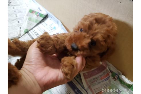 成約済の愛知県のトイプードル-143571の5枚目