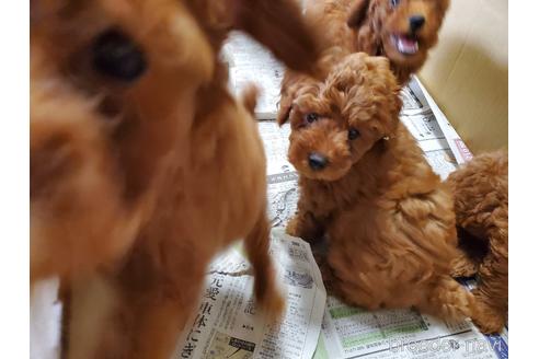成約済の愛知県のトイプードル-143571の2枚目