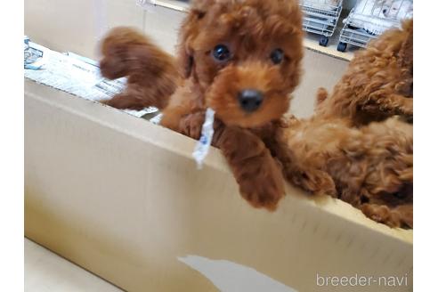 成約済の愛知県のトイプードル-148549の5枚目