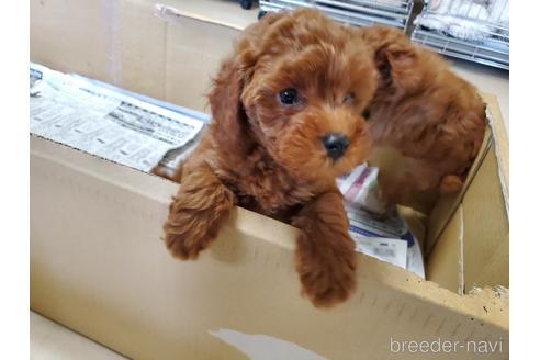 成約済の愛知県のトイプードル-148549の3枚目