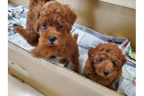 成約済の愛知県のトイプードル-148549