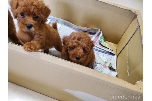 成約済の愛知県のトイプードル-148549の4枚目