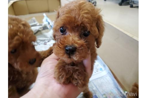 成約済の愛知県のトイプードル-148549の2枚目