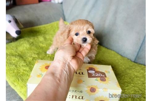成約済の熊本県のマルプー:マルチーズ×トイプードル-148565の4枚目
