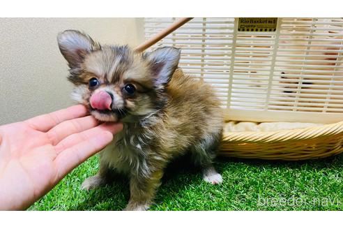 成約済の北海道のポメチワ:ポメラニアン×チワワ-148566の4枚目