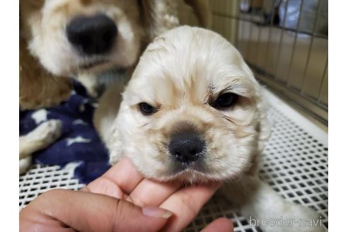 成約済の愛知県のアメリカンコッカースパニエル-148624の8枚目