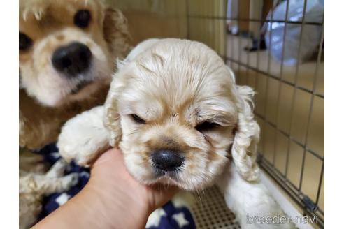 成約済の愛知県のアメリカンコッカースパニエル-148624の7枚目