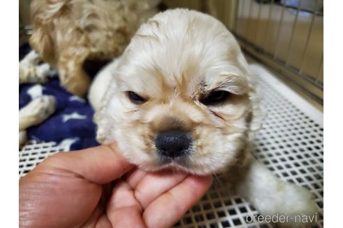 成約済の愛知県のアメリカンコッカースパニエル-148624の5枚目